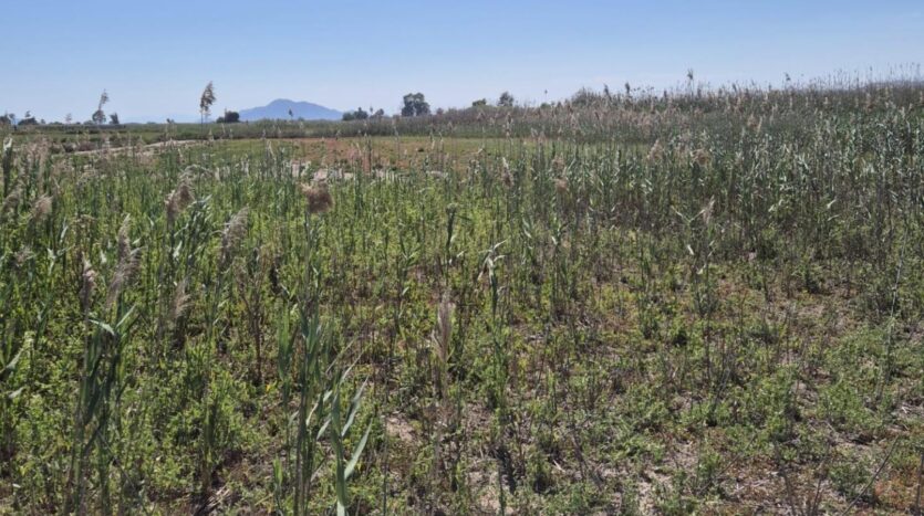 Foto 3 de la propiedad: Parcela Rústica De 35.000 m² Con Excelente Acceso Y Tierra De Cultivo