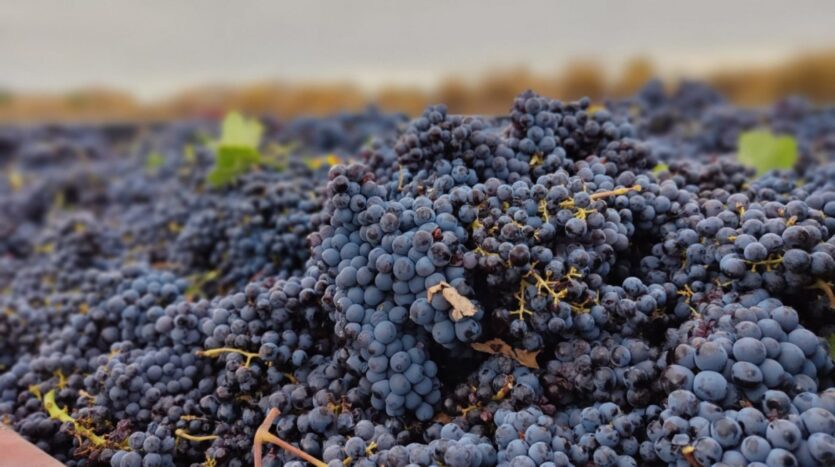 Foto de la propiedad: TERRENO DE CULTIVO DE VIÑAS EN VENTA EN ALGUEÑA