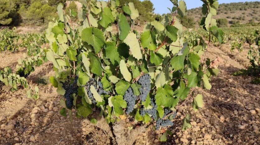Foto 2 de la propiedad: TERRENO DE CULTIVO DE VIÑAS EN VENTA EN ALGUEÑA