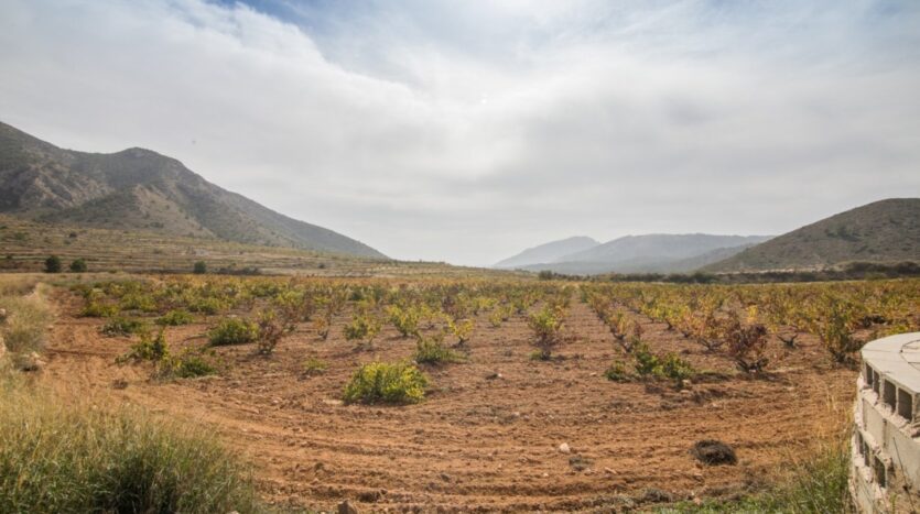 Foto 4 de la propiedad: TERRENO DE CULTIVO DE VIÑAS EN VENTA EN ALGUEÑA