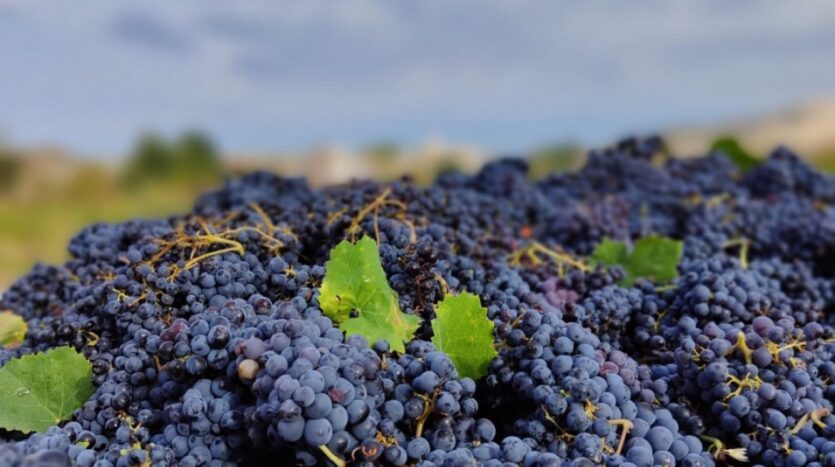 Ver todas las 10 fotos de la propiedad: TERRENO DE CULTIVO DE VIÑAS EN VENTA EN ALGUEÑA