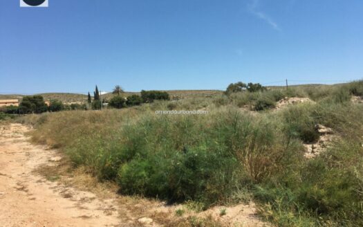 Terreno rústico Alquiler frente Aeropuerto ELCHE-ALICANTE